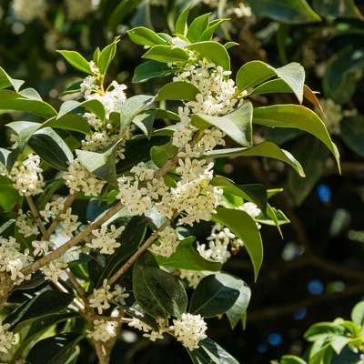 L'Erbolario Osmanthus Perfumed Body Cream - Body Cream For Dry Skin - 6.7 Oz - Image 2