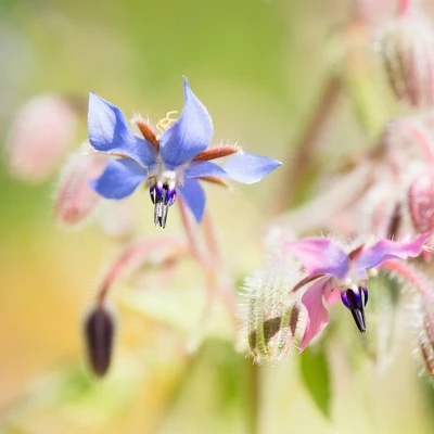 ShiKai Borage Therapy Children's Body Lotion Unscented - 8 Fl Oz - Image 3
