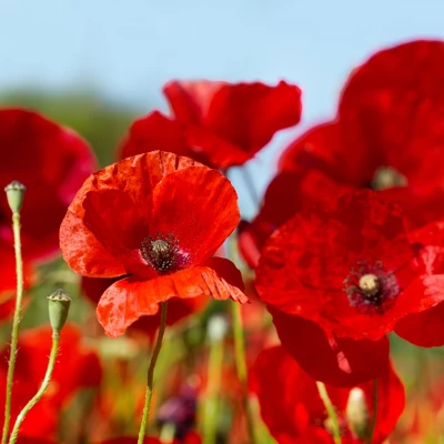 L'Erbolario Sweet Poppy Body Cream - Body Cream For Dry Skin - 6.7 Oz - Image 2