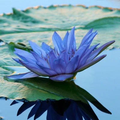 L'Erbolario Fiore Dell'Onda Perfumed Bar Soap - Beauty Bar Soap - 3.5 Oz - Image 3