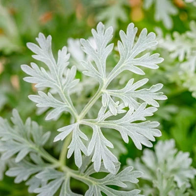 L'Erbolario Absinthium Perfumed Bar Soap - Beauty Bar Soap - 3.5 Oz - Image 2