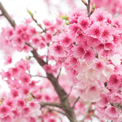 L'Erbolario Tra I Ciliegi Shower Gel - Body Wash - 8.4 Oz - Image 2